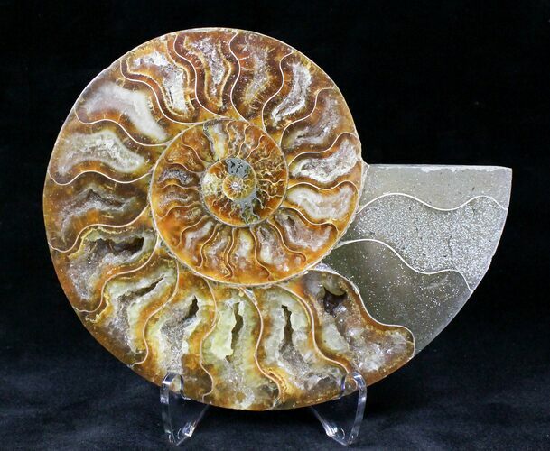 Cut Ammonite Fossil (Half) - Agatized #20239